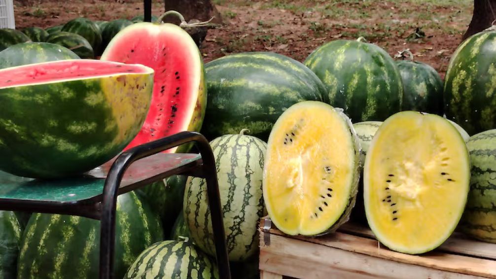 Fiesta Nacional de la Sandía 2026: tres días para disfrutar música, tradición y sabores regionales