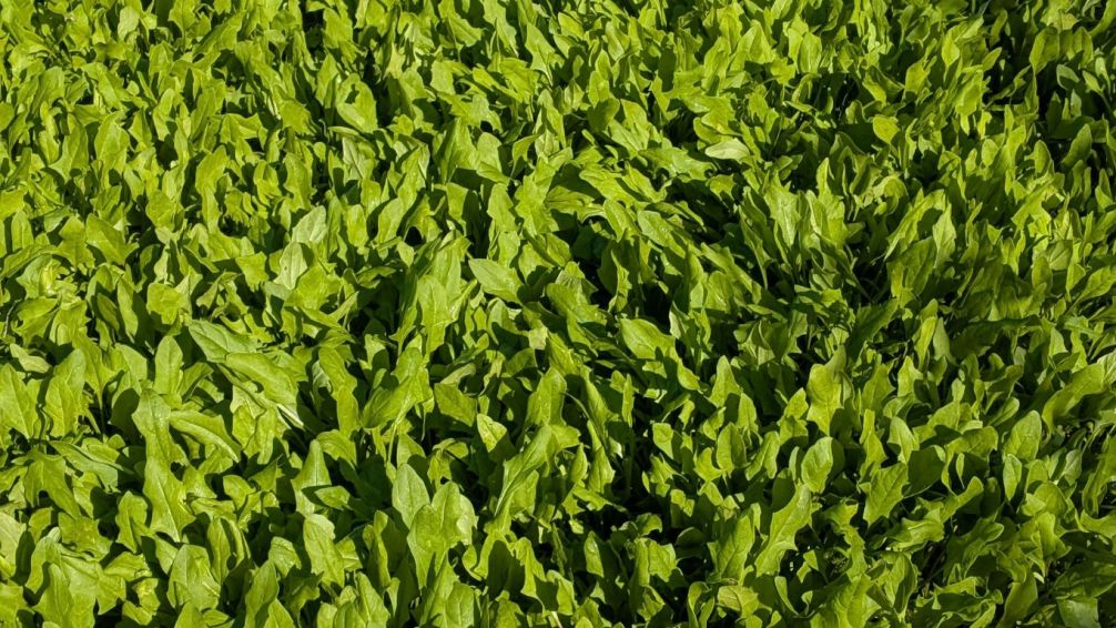 Espinaca power: tres recetas que levantan cualquier menú foodie en Buenos Aires