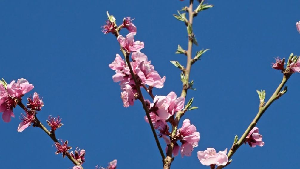 Tres árboles frutales para plantar en otoño y llenar tu mesa de primavera
