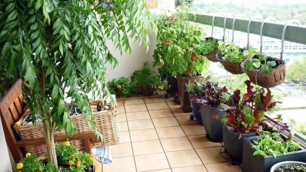 Huerta en el balcón: las verduras que podés plantar en otoño y cosechar en casa