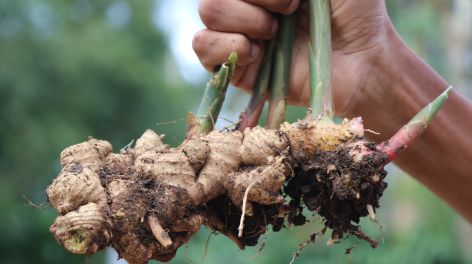 Cultivá jengibre en casa: fácil, económico y perfecto para tus platos