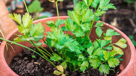 Todo lo que necesitás saber para cultivar cilantro fresco en casa