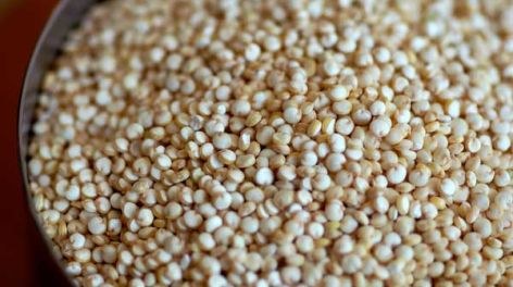 Quinoa en la Patagonia: El superalimento que podría transformar la agricultura local