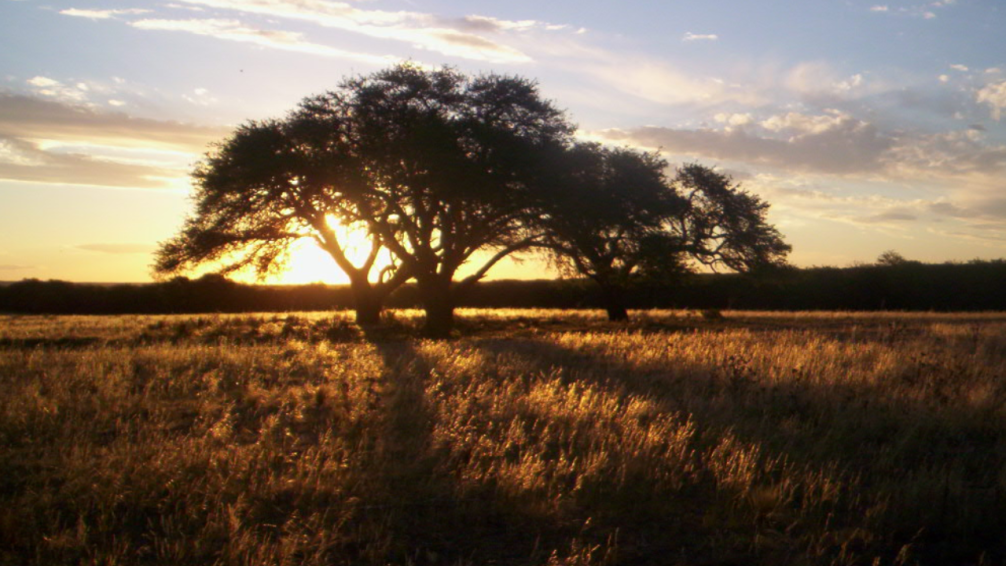 La Pampa: el plan tranquilo que enamora a los foodies porteños