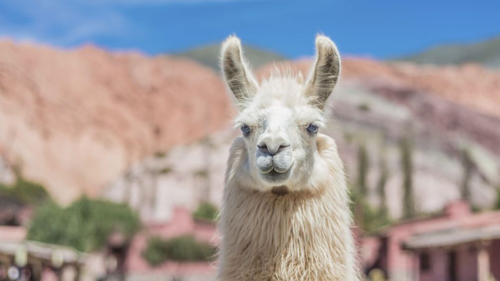 Jujuy, donde el norte argentino se vuelve paisaje, historia y sabor
