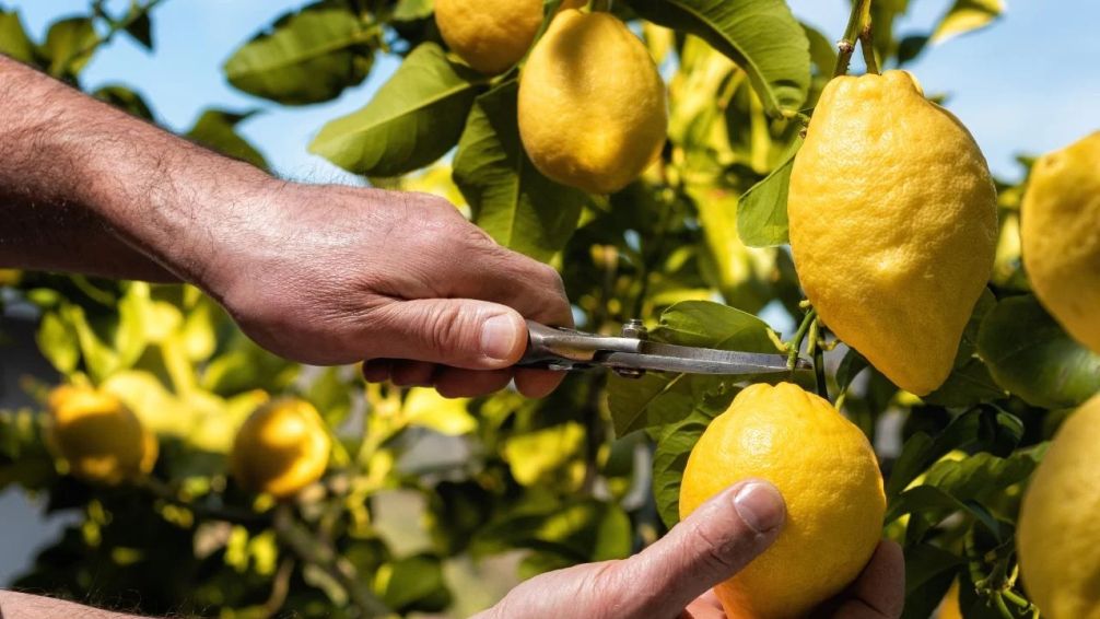 El secreto para tener limones todo el año: cuándo podar el limonero en marzo