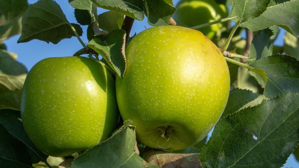 Manzana verde: la fruta simple que muchos foodies suman a su rutina saludable