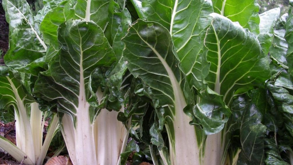 El secreto de la acelga: cómo cocinarla para no perder lo mejor que tiene