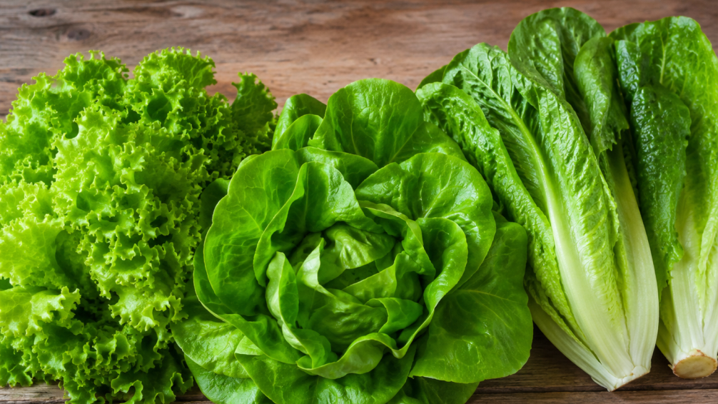 Lechuga criolla, mantecosa y romana: diferencias y usos